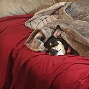 Meet your Posher, David